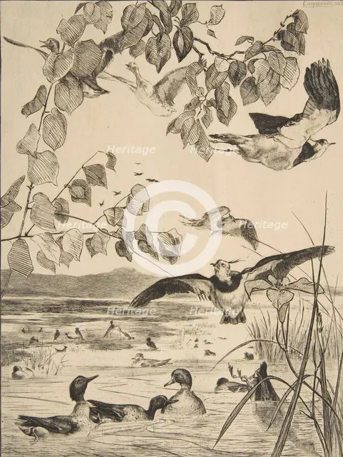 Vanneaux et Sarcelles, 1862. Creator: Felix Bracquemond.