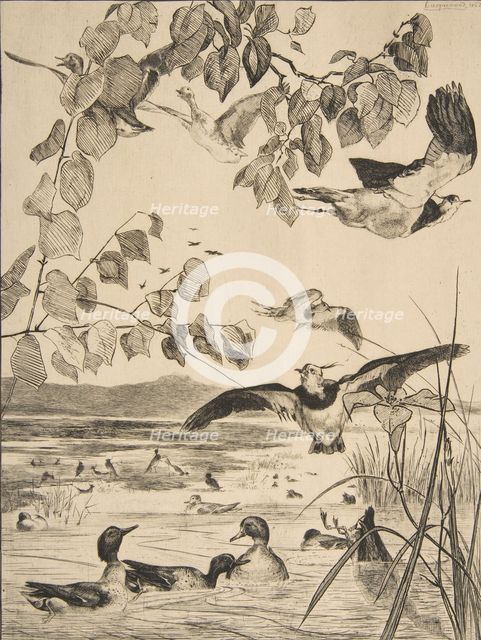 Vanneaux et Sarcelles, 1862. Creator: Felix Bracquemond.