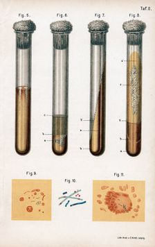 Various types of bacteria, 1889. Creator: Unknown