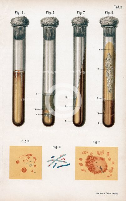 Various types of bacteria, 1889. Creator: Unknown.