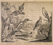 Various types of bird, 1726. Creator: Henry Fletcher