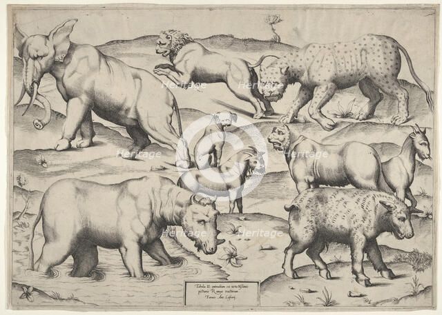 Various Animals. Creator: Unknown.