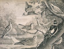 Various birds, 1726. Creator: Henry Fletcher
