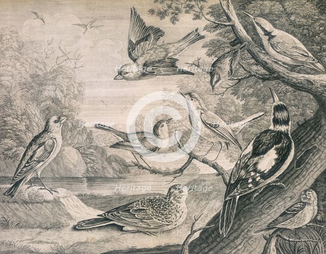 Various birds, 1726. Creator: Henry Fletcher.