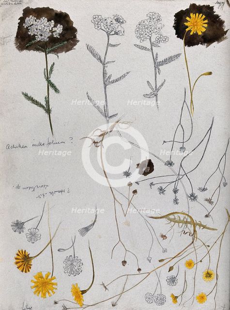 Various flower heads of yarrow (Achillea millefolium) and hawk's bit (Leontodon species). Creator: Unknown.