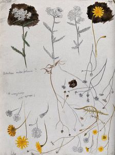Various flower heads of yarrow (Achillea millefolium) and hawk's bit (Leontodon species). Creator: Unknown