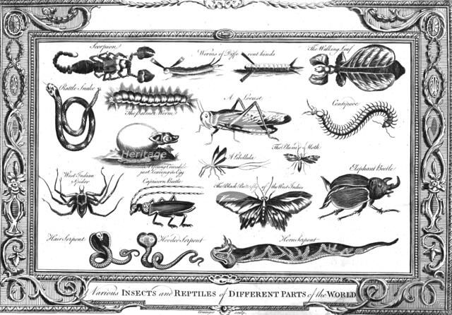 'Various Insects and Reptiles of Different Parts of the World'. Artist: W Grainger.