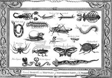 Various Insects and Reptiles of Different Parts of the World Artist: W Grainger