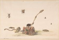 Various Insects by a Fungus, 1681. Creator: Rochus van Veen