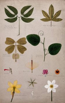 Various leaf forms and flower parts, c1900. Creator: Isabel Sawkins