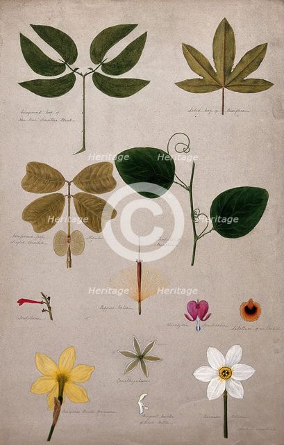 Various leaf forms and flower parts, c1900. Creator: Isabel Sawkins.
