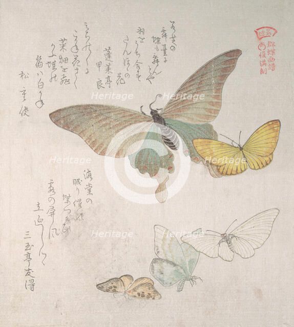 Various moths and butterflies, 19th century. Creator: Kubo Shunman.