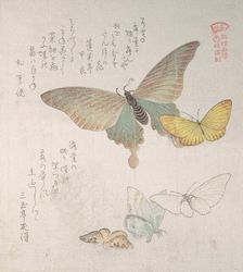 Various moths and butterflies, 19th century. Creator: Kubo Shunman