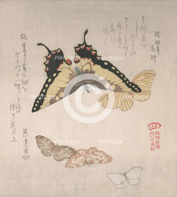Various moths and butterflies, 19th century. Creator: Kubo Shunman.