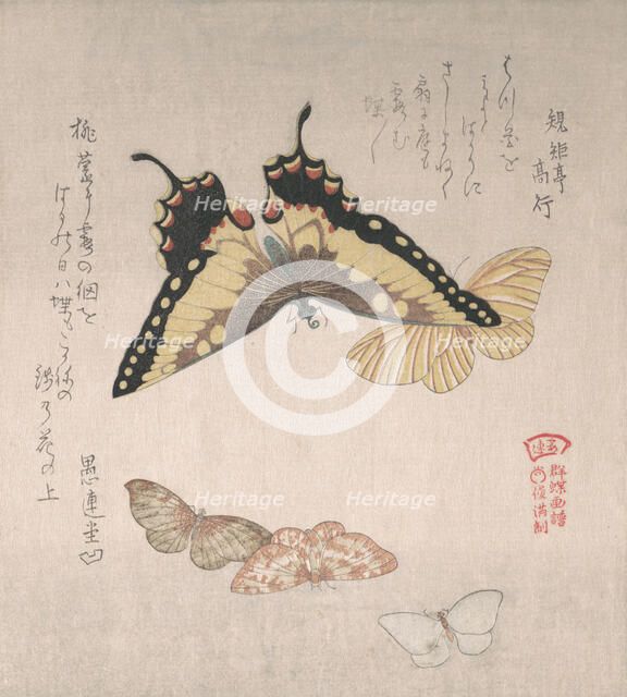 Various moths and butterflies, 19th century. Creator: Kubo Shunman.