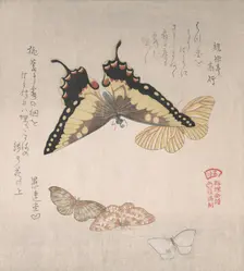 Various moths and butterflies, 19th century. Creator: Kubo Shunman
