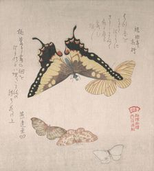 Various moths and butterflies, 19th century. Creator: Kubo Shunman