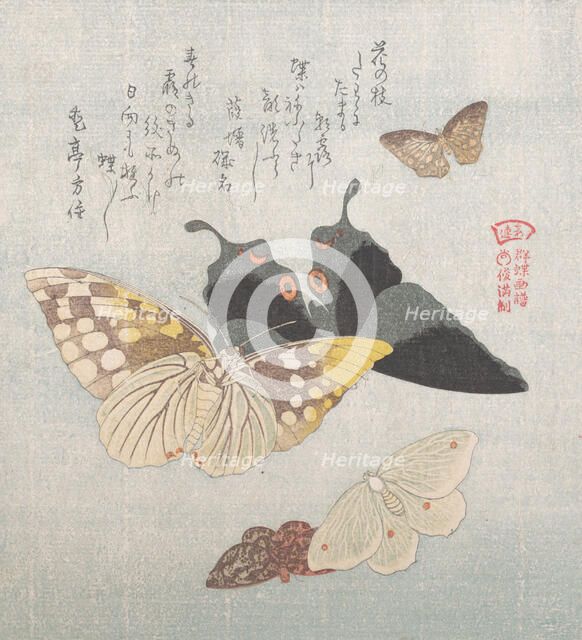 Various moths and butterflies, 19th century. Creator: Kubo Shunman.