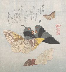 Various moths and butterflies, 19th century. Creator: Kubo Shunman