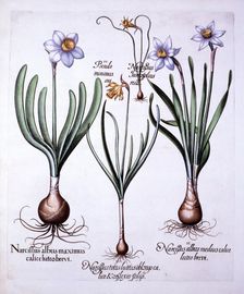 Various Narcissi, from Hortus Eystettensis by Basil Besler (1561-1629), pub. 1613 (hand-coloured