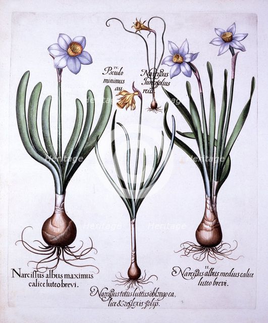Various Narcissi, from 'Hortus Eystettensis', by Basil Besler (1561-1629), pub. 1613 (hand-coloured 