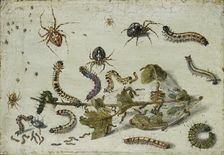 Various Spiders and Caterpillars, with a Sprig of Gooseberry, early 1650s. Artist: Jan van Kessel