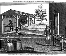 Various stages in the production of tobacco, Virginia, USA, 1750