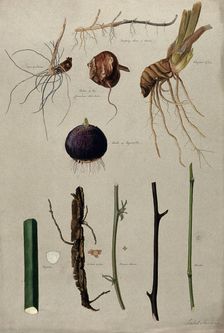Various stem forms, including bulbs and roots, c1900. Creator: Isabel Sawkins