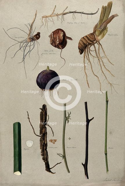 Various stem forms, including bulbs and roots, c1900. Creator: Isabel Sawkins.