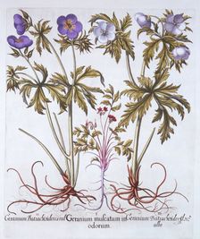 Variations of Geranium, from Hortus Eystettensis by Basil Besler (1561-1629), pub. 1613 (hand-col