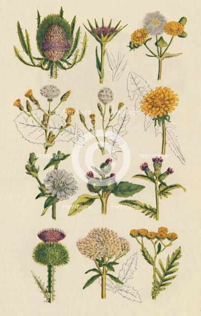 Varieties of British wildflowers, 1947 Artist: Unknown.