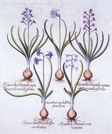 Varieties of Hyacinth with Bulb, from Hortus Eystettensis by Basil Besler (1561-1629), pub. 1613