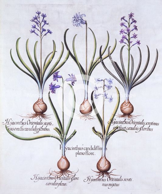 Varieties of Hyacinth with Bulb, from 'Hortus Eystettensis', by Basil Besler (1561-1629), pub. 1613 