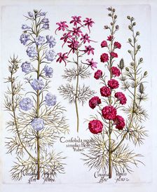 Varieties of Larkspur, from Hortus Eystettensis by Basil Besler (1561-1629), pub. 1613 (hand-colo