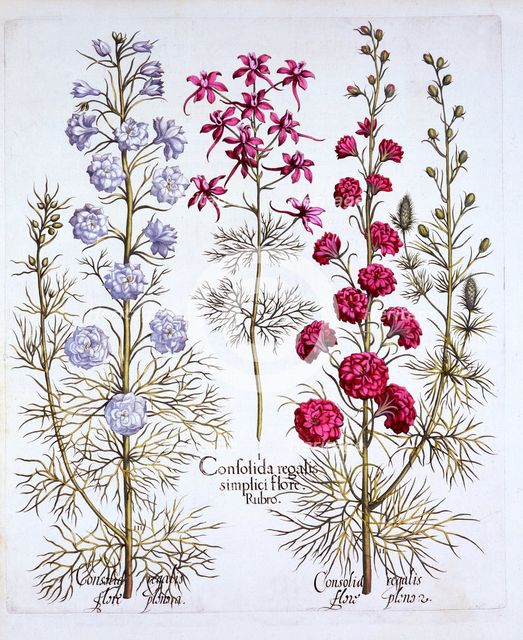 Varieties of Larkspur, from 'Hortus Eystettensis', by Basil Besler (1561-1629), pub. 1613 (hand-colo