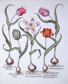 Varieties of Tulip, from Hortus Eystettensis by Basil Besler (1561-1629), pub. 1613 (hand-coloure