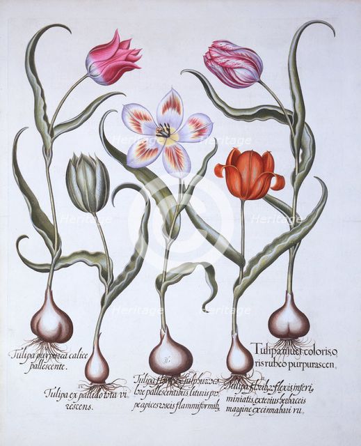 Varieties of Tulip, from 'Hortus Eystettensis', by Basil Besler (1561-1629), pub. 1613 (hand-coloure