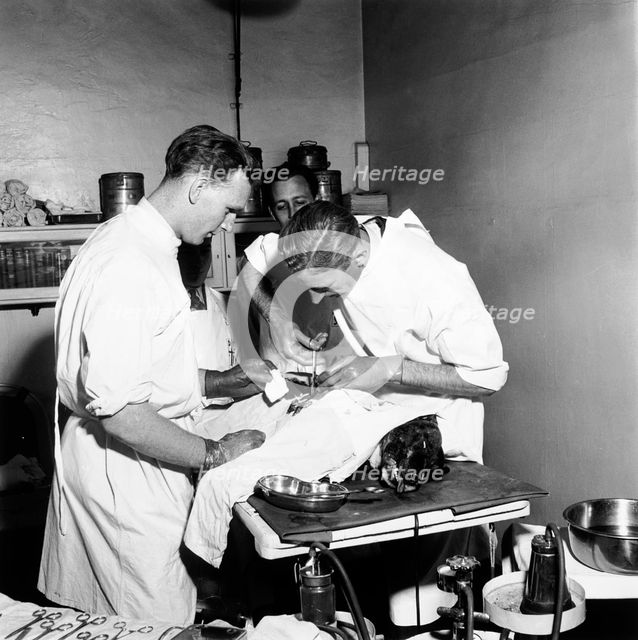 Vets at the People's Dispensary for Sick Animals (PDSA), London, 1951. Creator: Henry Grant.
