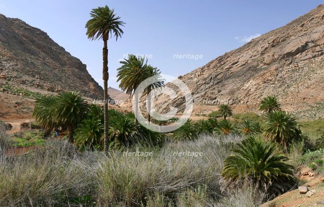 Vega de Rio Palmas, Fuerteventura, Canary Islands. Creator: Peter Thompson.