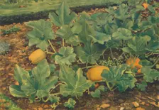 Vegetable Marrows 1947. Artist: JE Sowerby