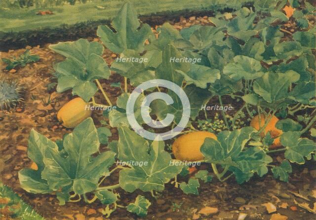 'Vegetable Marrows', 1947. Artist: JE Sowerby.