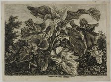 Vegetable Sheet, 1800/28. Creator: Carl Wilhelm Kolbe the elder