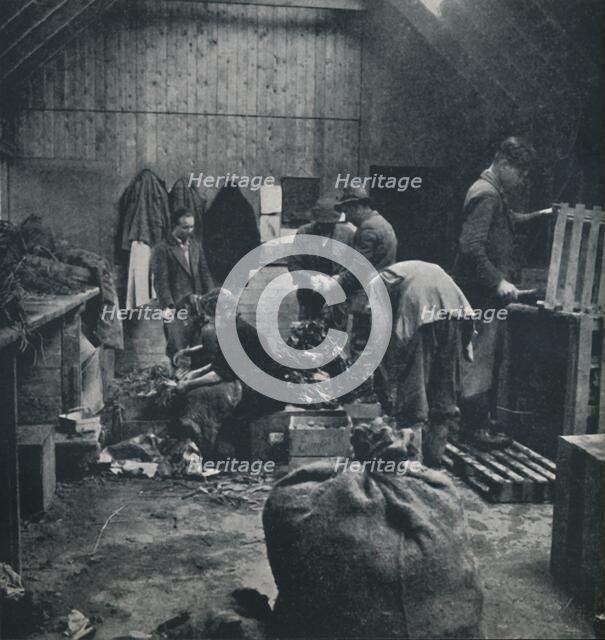 'Vegetables for market', 1941. Artist: Cecil Beaton.