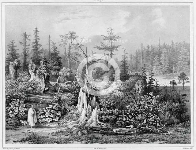 Vegetation around the settlement of Novo-Arkhangelsk (northwest coast of America), 19th century. Creators: Friedrich Heinrich Kittlitz, Louis-Pierre-Alphonse Bichebois.