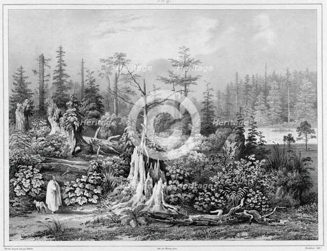 Vegetation around the settlement of Novo-Arkhangelsk (northwest coast of America), 19th century. Creators: Friedrich Heinrich Kittlitz, Louis-Pierre-Alphonse Bichebois.