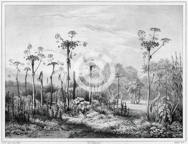 Vegetation in the interior of the Kamchatka peninsula, 19th century. Creators: Friedrich Heinrich Kittlitz, Louis-Pierre-Alphonse Bichebois.