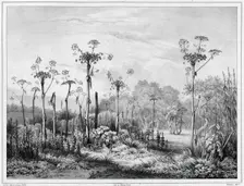 Vegetation in the interior of the Kamchatka peninsula, 19th century. Creators: Friedrich Heinrich Kittlitz, Louis-Pierre-Alphonse Bichebois