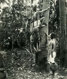 Vegetation in the Tropical Forests 1919. Creator: Unknown
