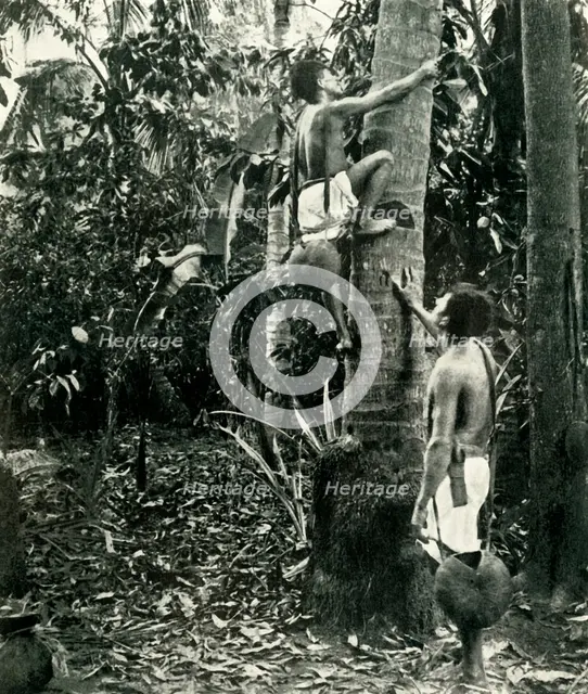 'Vegetation in the Tropical Forests', 1919. Creator: Unknown.