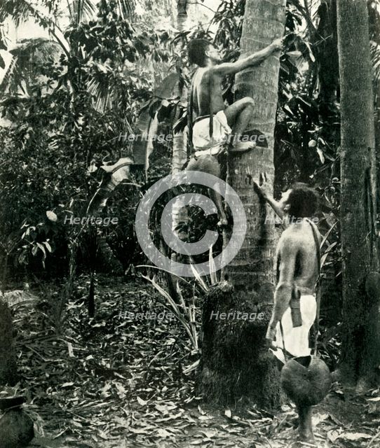 'Vegetation in the Tropical Forests', 1919. Creator: Unknown.